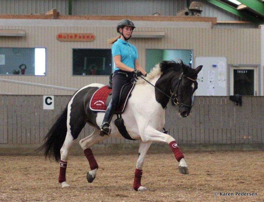 Pinto Vestervangs Miss Zorba - Træning 1. september 2013! billede 20