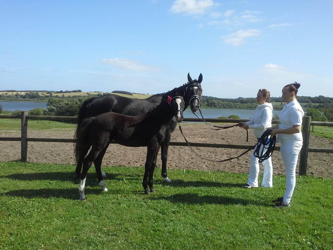 Dansk Varmblod Hjælmsbjergs Like a lady - FHF følskue 31 / 8 2013 en stolt mor med sit første føl ! :) billede 2
