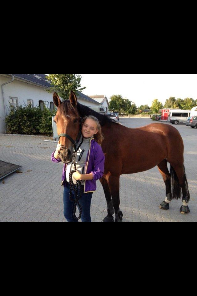 Welsh Partbred (Sec F) Donna "Hougård"  - Lige da stjernen kom hjem! <3 billede 4