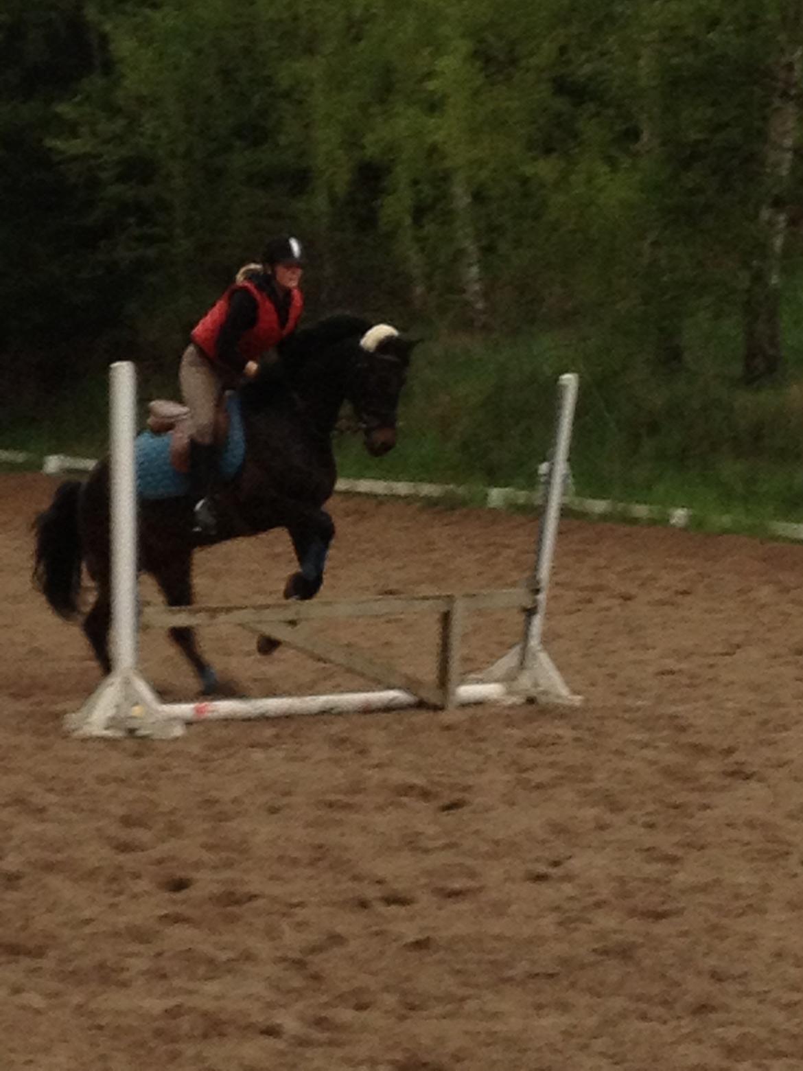 DSP Nørelunds Negro billede 1