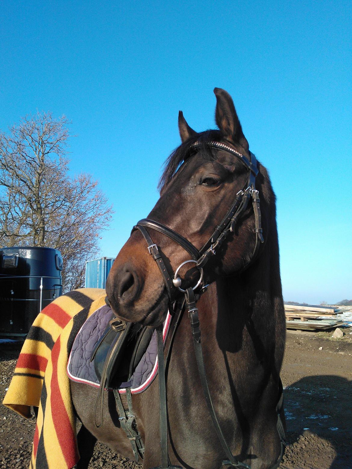 DSP Nørelunds Negro billede 2