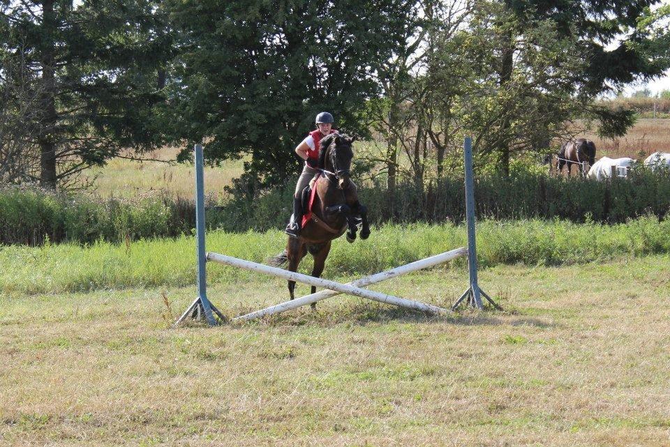 DSP Nørelunds Negro billede 3