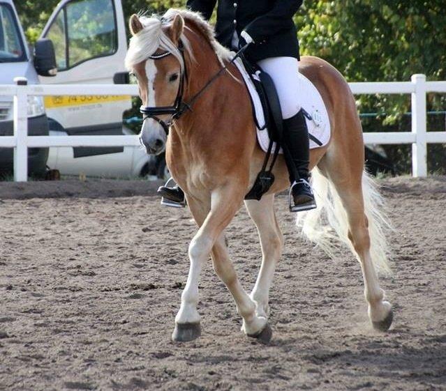 Haflinger Alganto a kroggaard billede 5