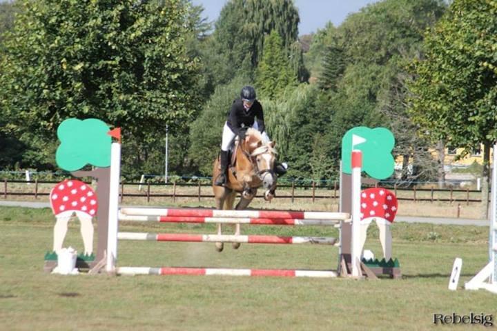 Haflinger Anzit Rundhøj billede 1