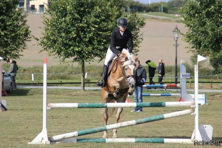 Haflinger Anzit Rundhøj billede 16