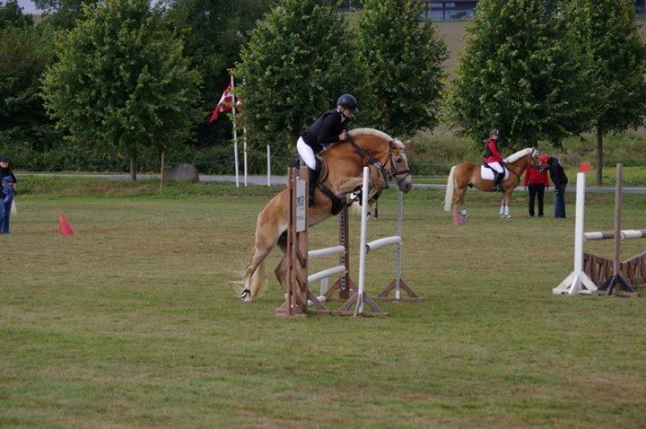 Haflinger Anzit Rundhøj billede 17