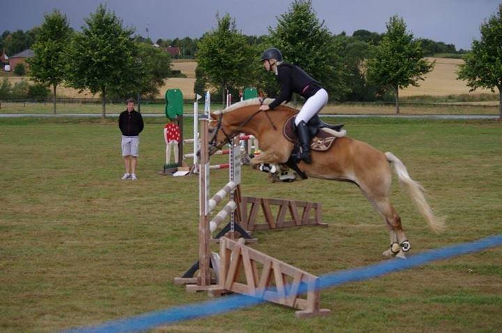 Haflinger Anzit Rundhøj billede 18