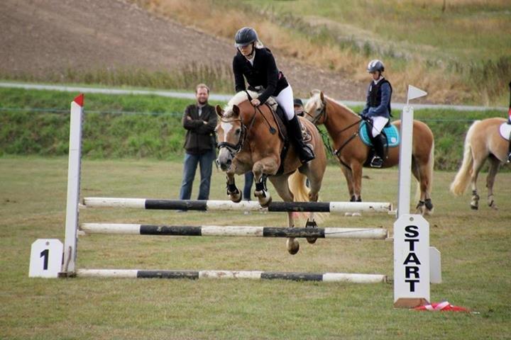 Haflinger Anzit Rundhøj billede 19