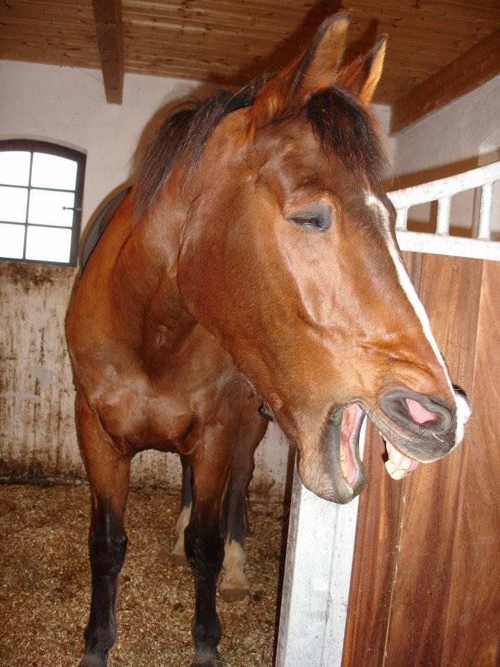 Anden særlig race Zeus billede 1