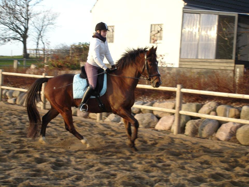Anden særlig race Zeus billede 2