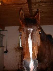 Anden særlig race Zeus billede 3