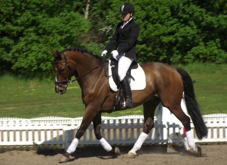 Anden særlig race Zeus billede 4