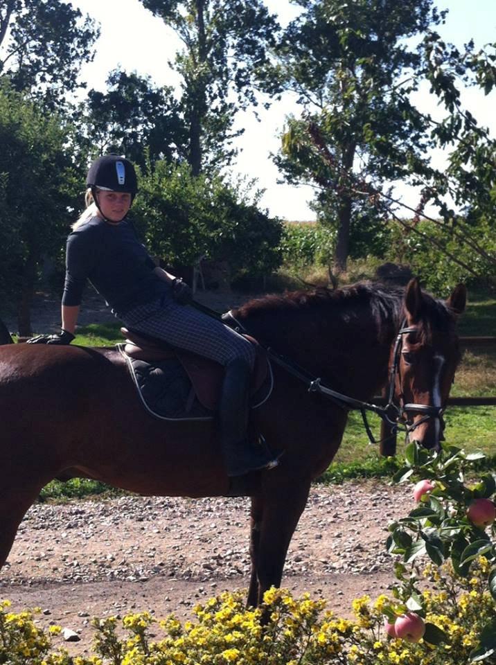 Anden særlig race Zeus billede 5