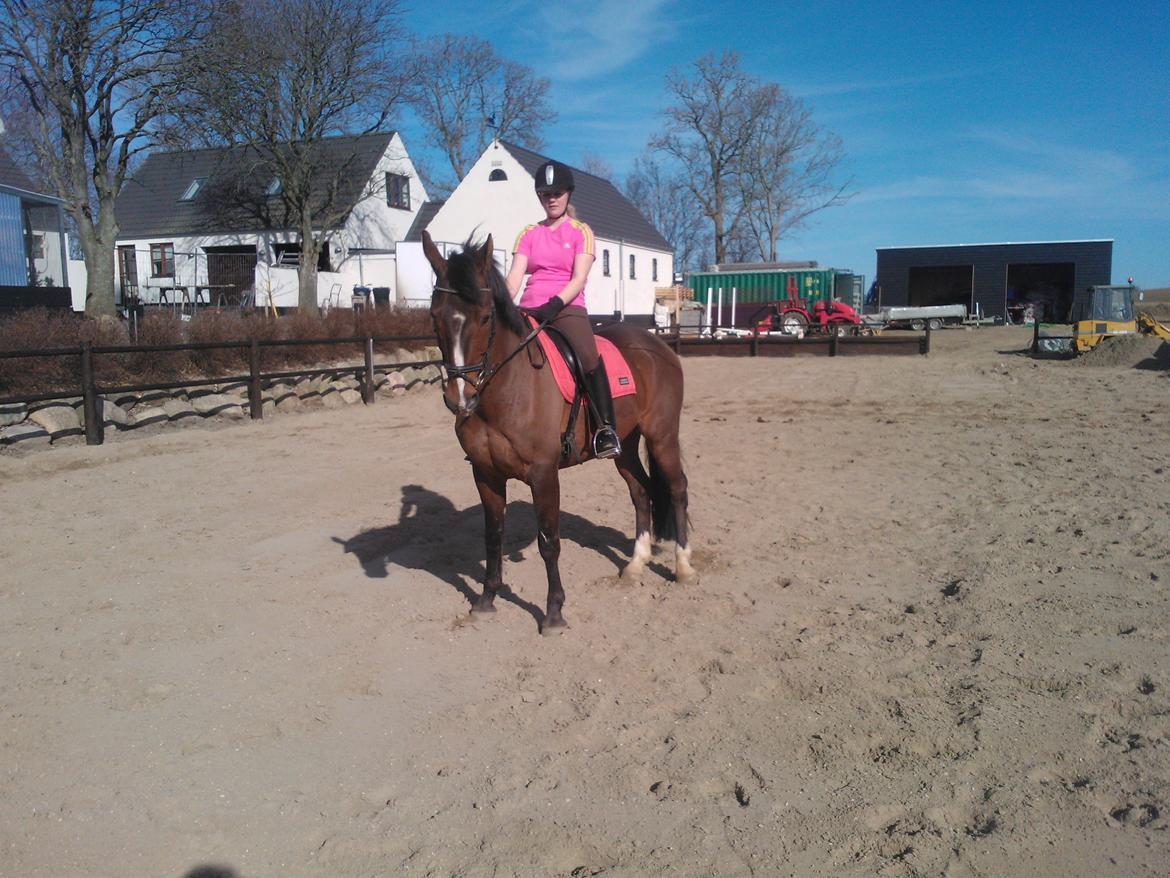 Anden særlig race Zeus billede 7