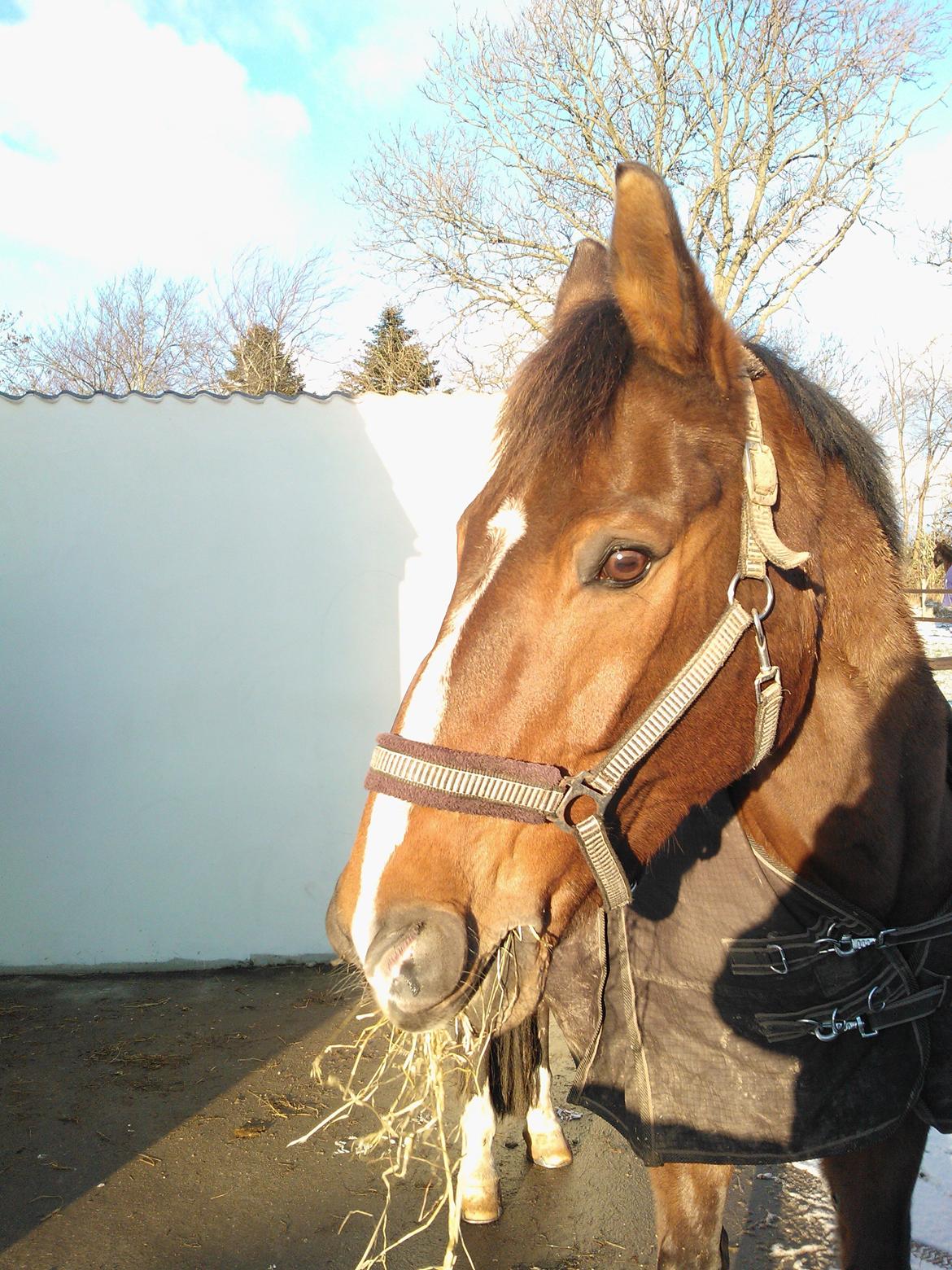 Anden særlig race Zeus billede 9