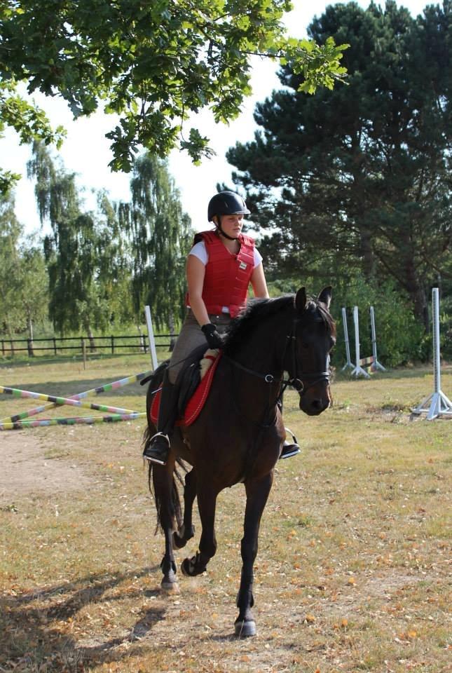 DSP Nørelunds Negro billede 6