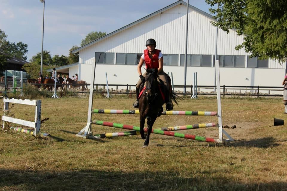 DSP Nørelunds Negro billede 7