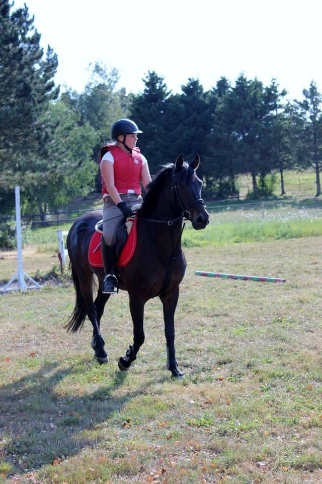 DSP Nørelunds Negro billede 8