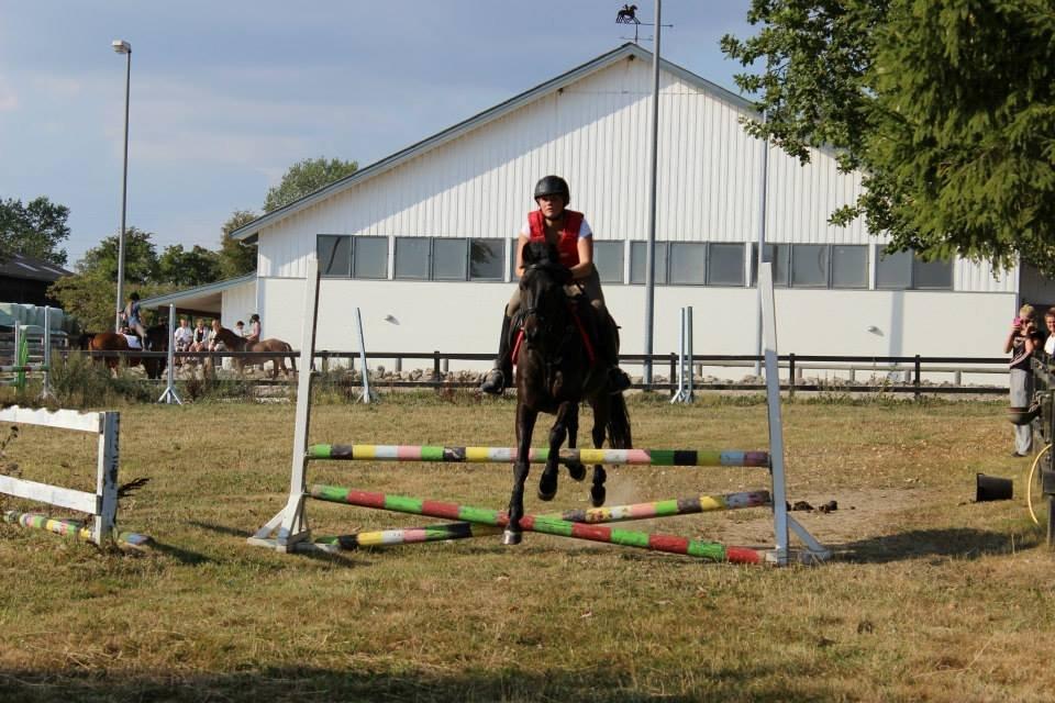 DSP Nørelunds Negro billede 9