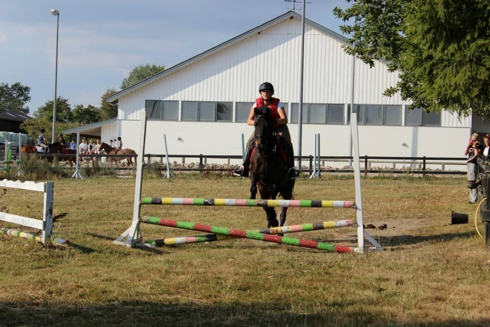 DSP Nørelunds Negro billede 11