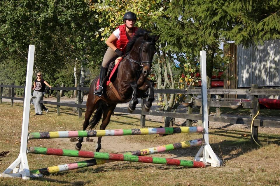 DSP Nørelunds Negro billede 12