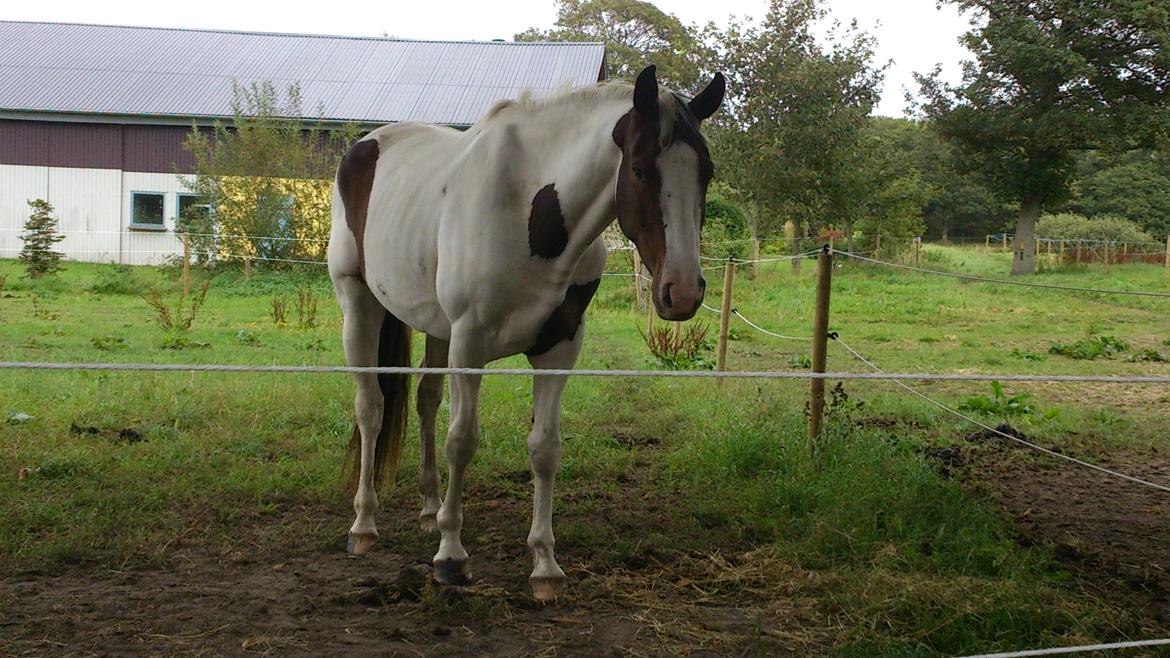 Pinto Cirkeline (Cirkel) billede 30