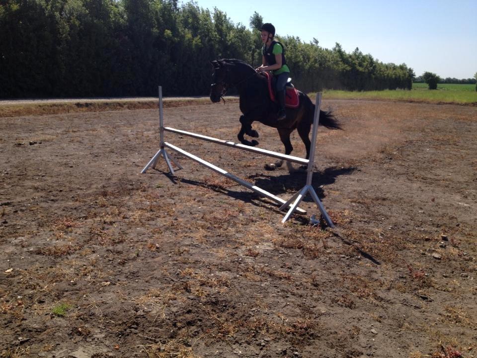 New Forest Stenhøjgaards Amanda <3 - uha billede 19