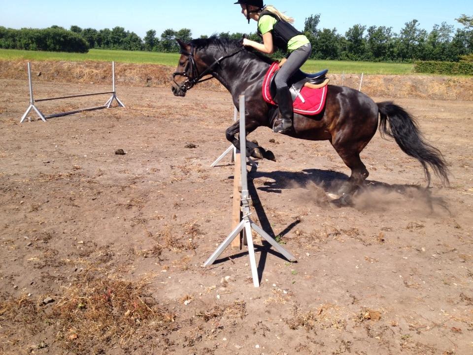 New Forest Stenhøjgaards Amanda <3 - Spriiiiing
 billede 6