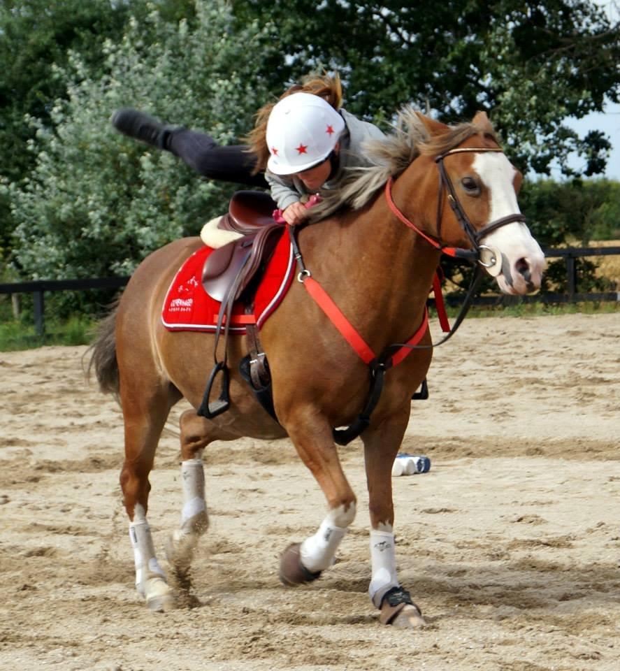 Tysk Sportspony Fee 768 - yes kom op :D billede 18