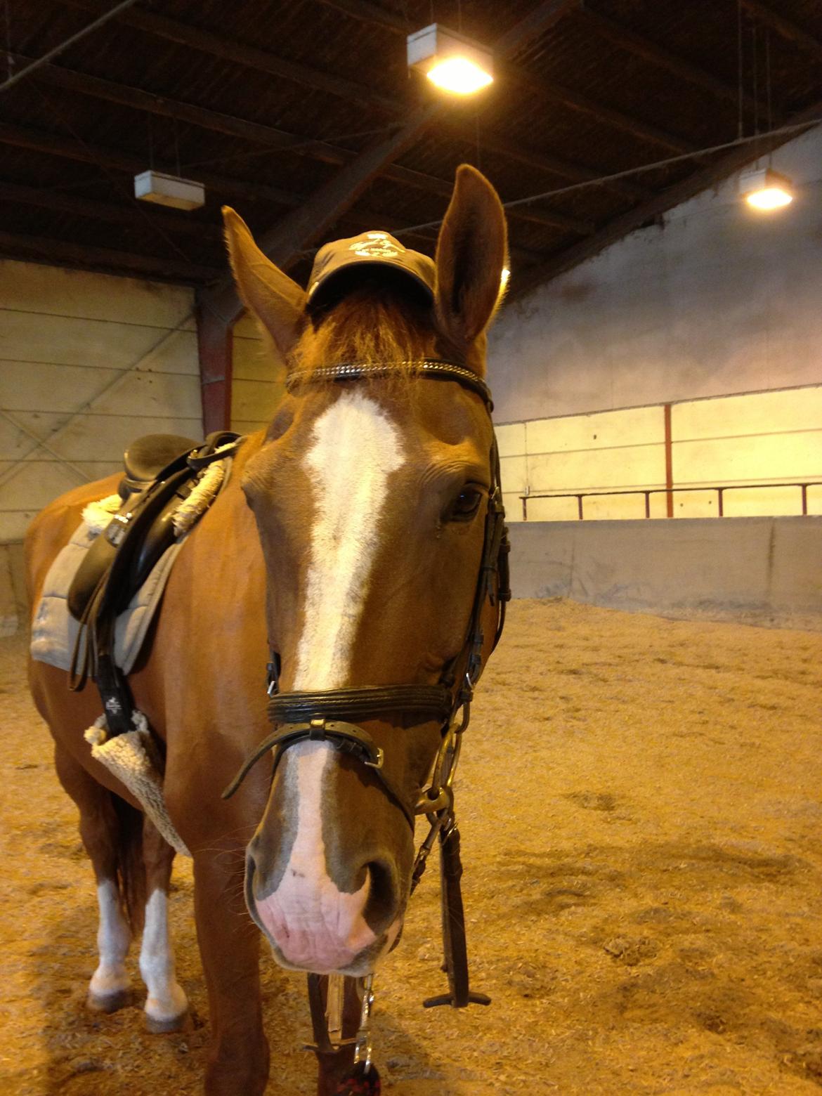 Dansk Varmblod Jack - Seje Jack :-) billede 18