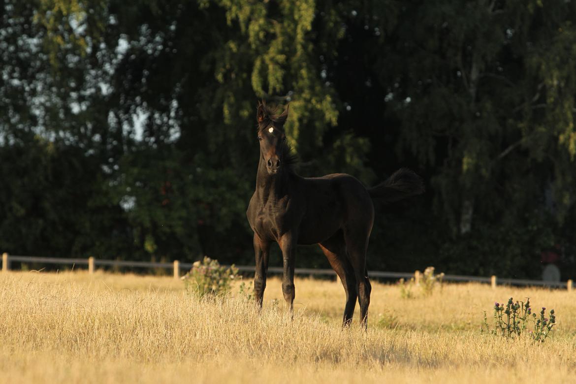 Arabisk fuldblod (OX) SAF Jamar Z - 20. august 2013 billede 24