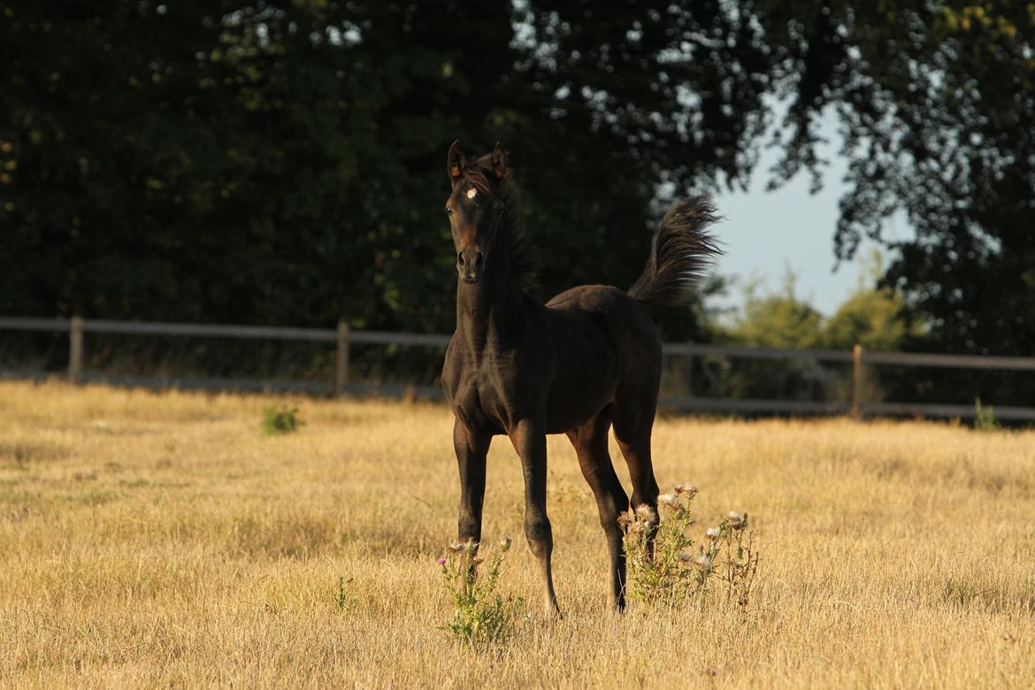 Arabisk fuldblod (OX) SAF Jamar Z - 20. august 2013 billede 25