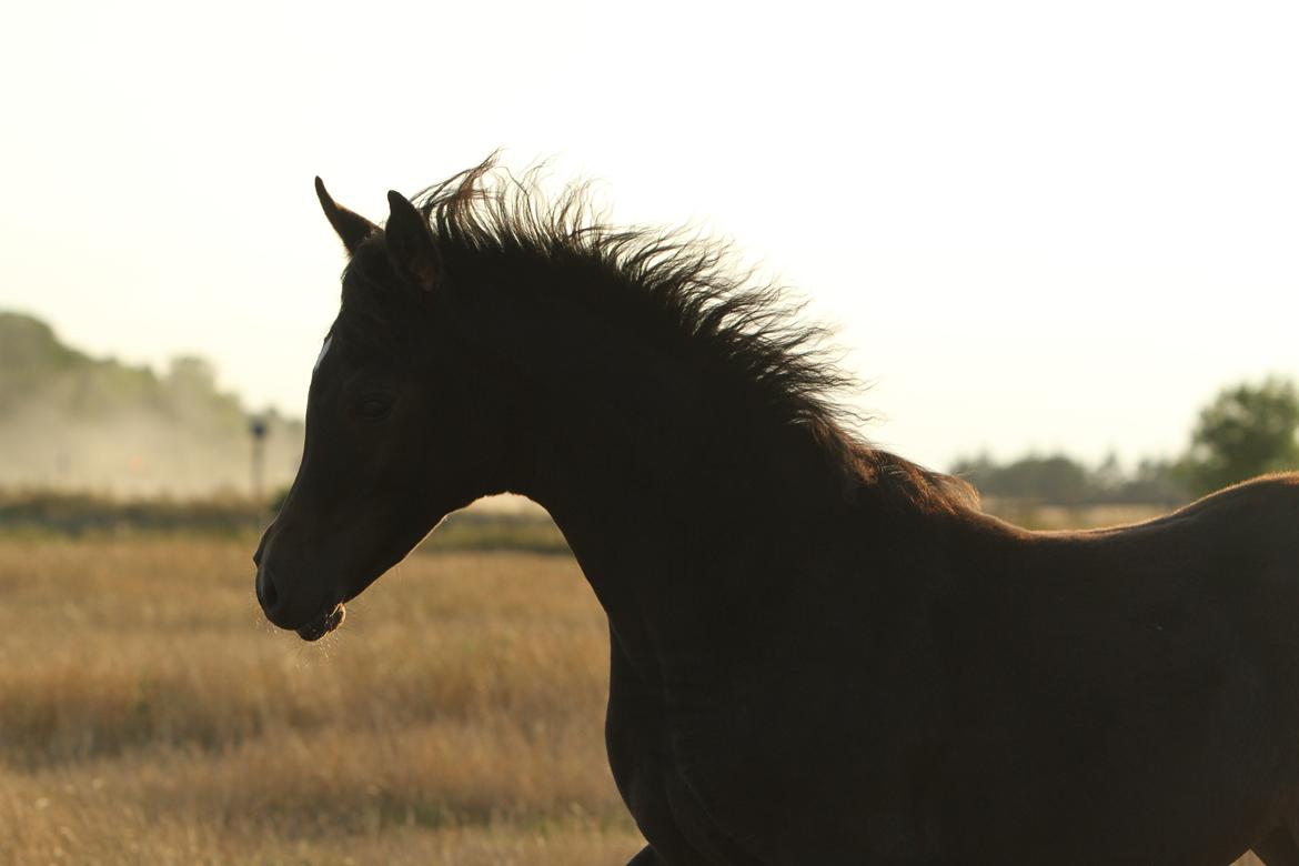 Arabisk fuldblod (OX) SAF Jamar Z - 20. august 2013 billede 26