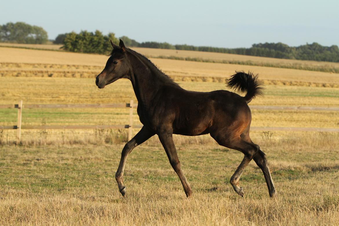 Arabisk fuldblod (OX) SAF Jamar Z - 20. august 2013 billede 27