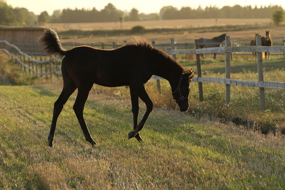 Arabisk fuldblod (OX) SAF Jamar Z - 31. august 2013 billede 28