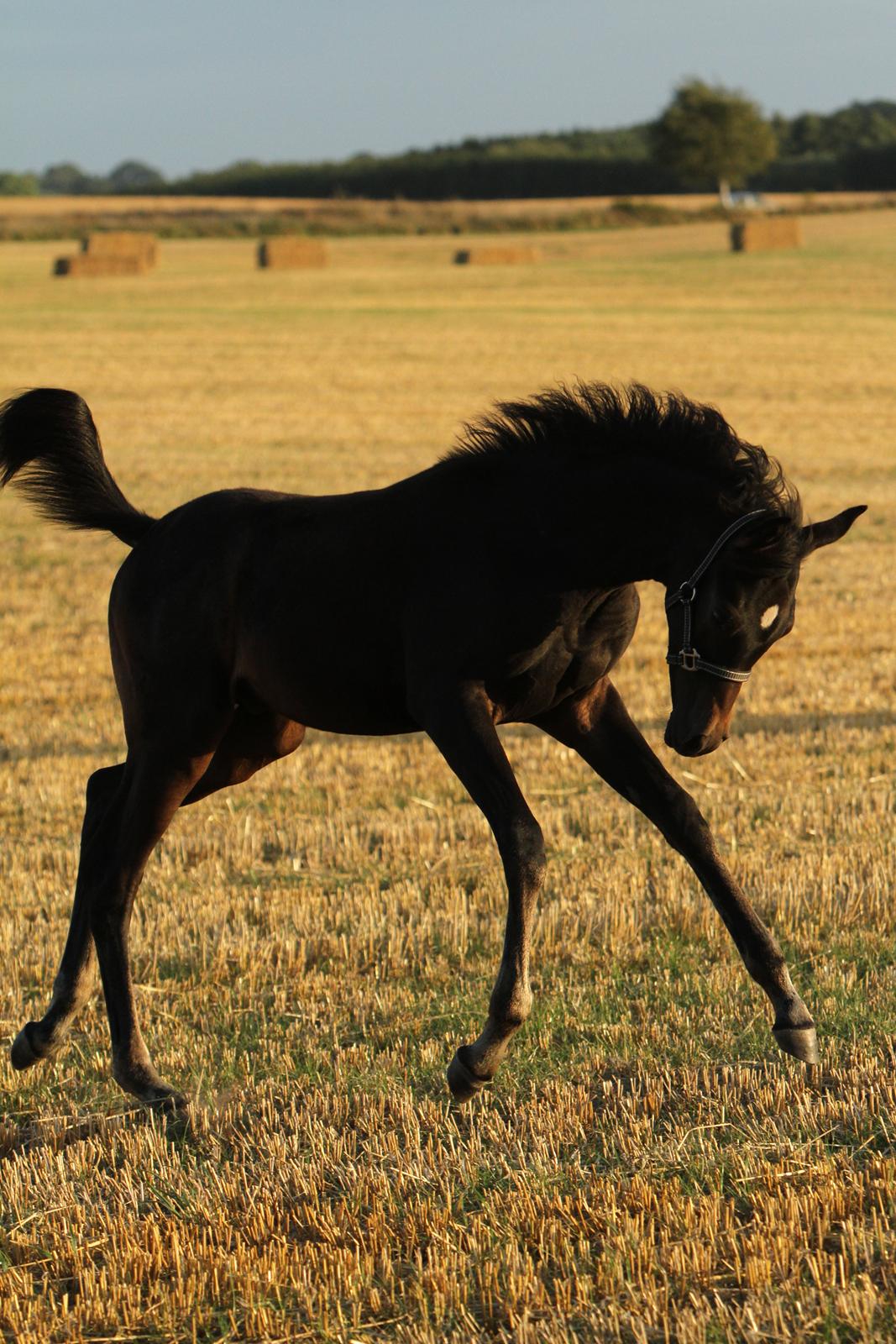 Arabisk fuldblod (OX) SAF Jamar Z - 31. august 2013 billede 30