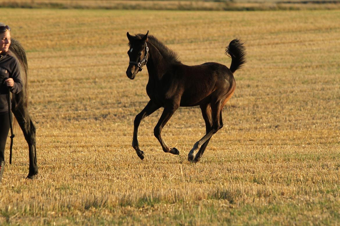 Arabisk fuldblod (OX) SAF Jamar Z - 31. august 2013 billede 31
