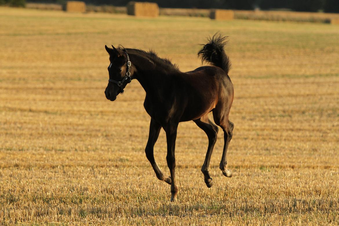 Arabisk fuldblod (OX) SAF Jamar Z - 31. august 2013 billede 32