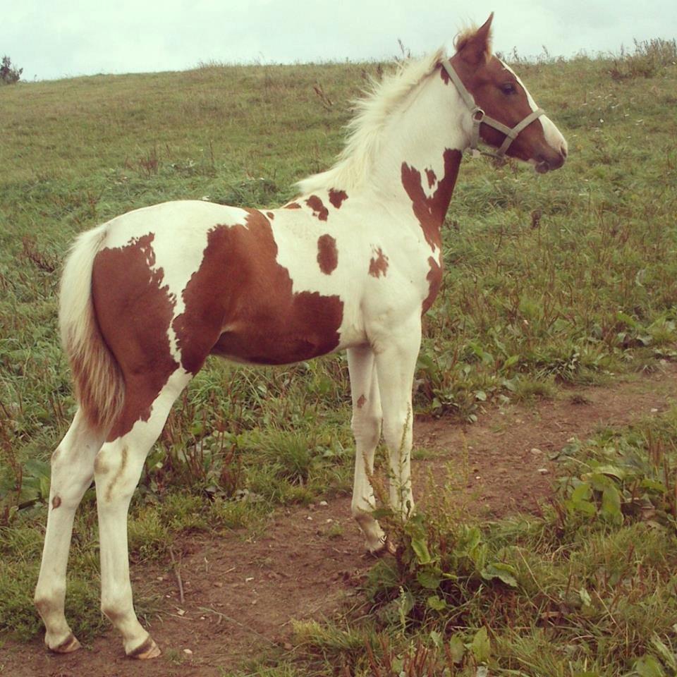 Pinto Jolly - Jolly, 4 måneder! billede 2