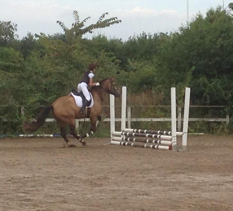 Lusitano Dinamico billede 19
