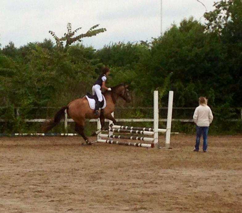 Lusitano Dinamico billede 21