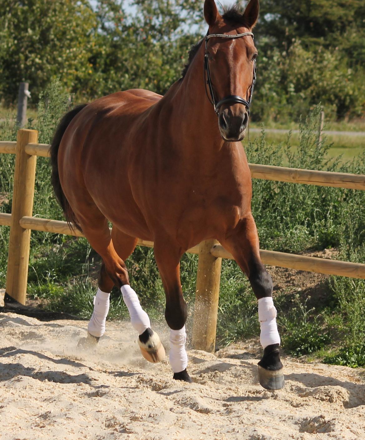 Tysk Varmblod Mac Kenroy - Nyt d. 31.08.13 billede 21