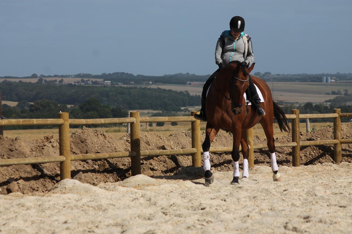 Tysk Varmblod Mac Kenroy - Vi lavede vores første versade i skridt, han er bleven så dygtig :) billede 25