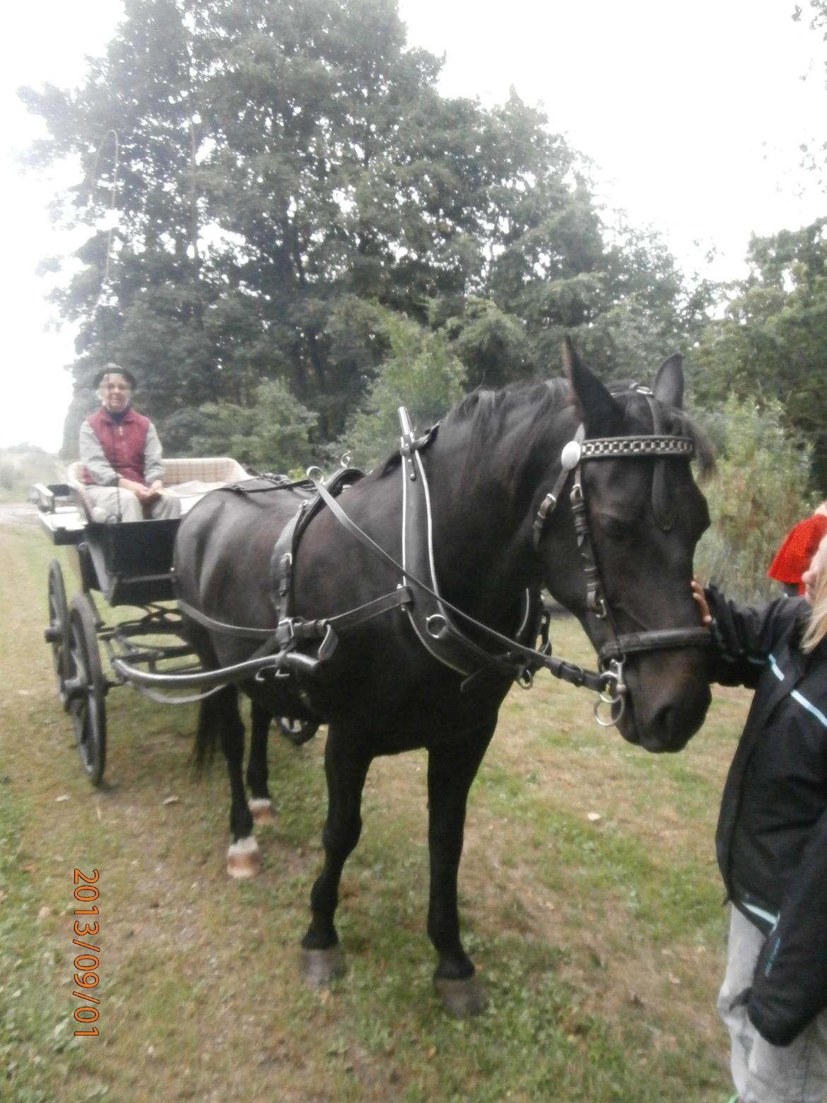 Oldenborg Hannibal  død - Hannibal som enspænder for aller første gang billede 18