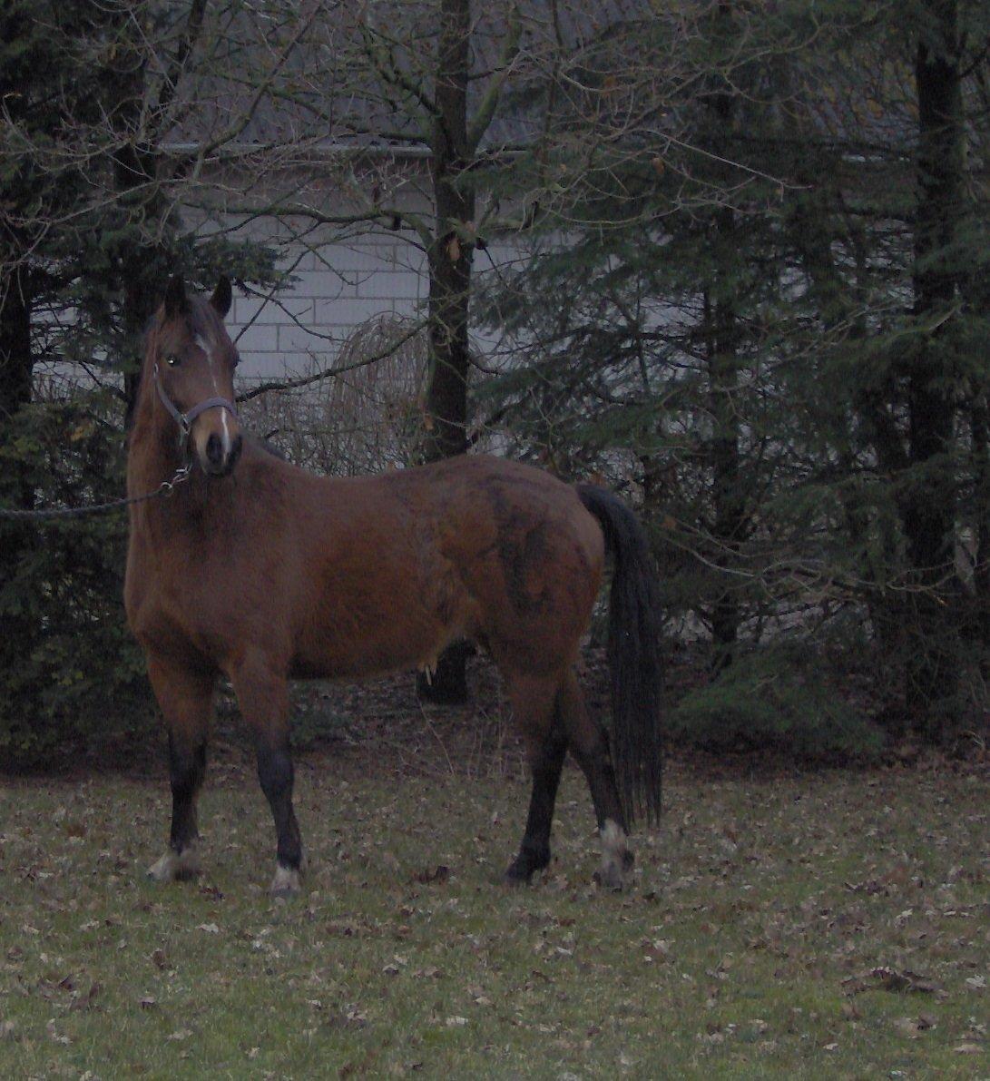 Anden særlig race Shakira (HVR) Rideskolepony - Hun var rigtig ung her <3 billede 2