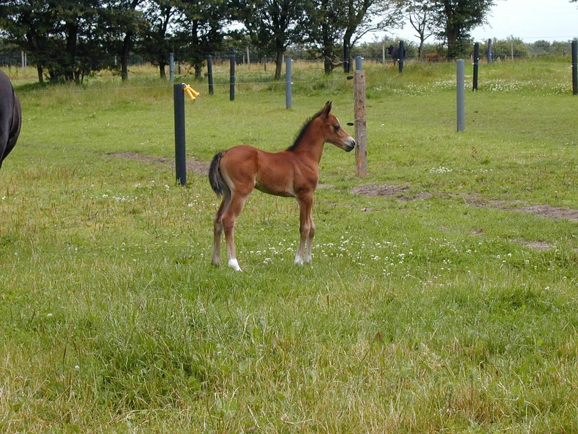 Anden særlig race Shakira (HVR) Rideskolepony - Mig som føl <3 billede 6