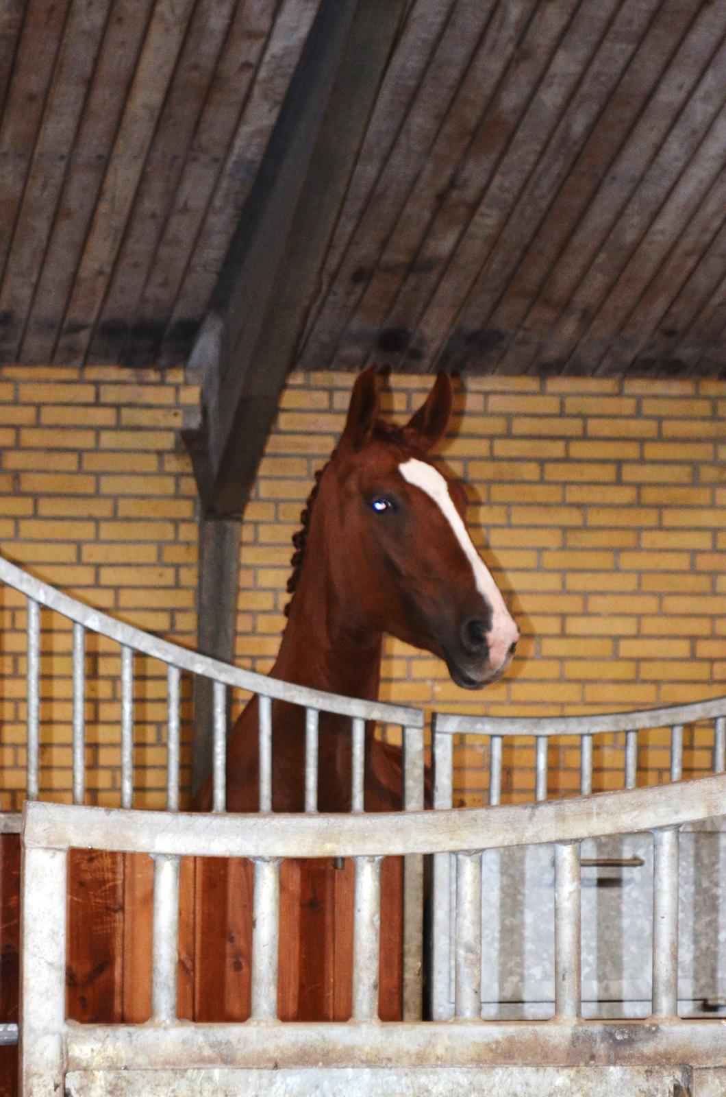 Frederiksborg Vestergårds Meleisa - 1. sep. 2013 - kåring billede 9