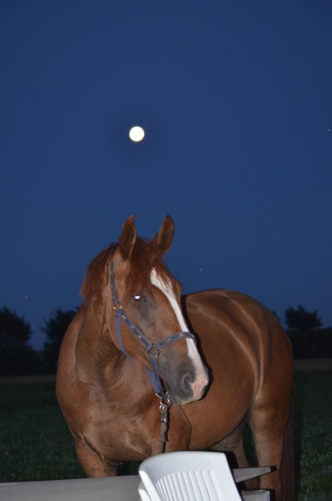 Frederiksborg Vestergårds Meleisa - 4 års billede 14