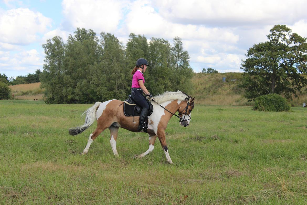 Pinto Stald poppels Hollywood Holy-man R.I.P MIN ENGEL billede 17