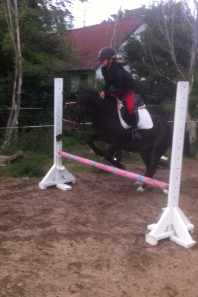 Anden særlig race Miss JJ billede 8